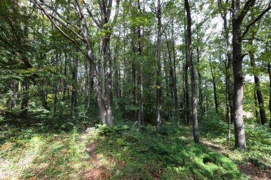 İstanbul - Türkiye Ağaç Bahçesi ya da Ağaç Bahçesi, ağaç ve çalılık gibi ağaçların yetiştirilmesine adanmış bir botanik bahçesi..