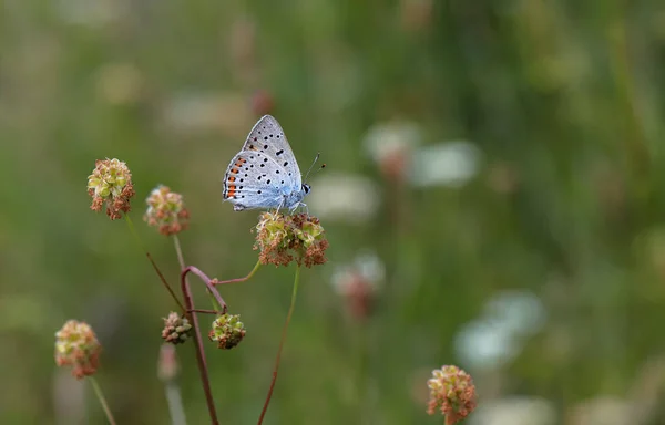 Grand Papillon Cuivré Violet Lycaena Alciphron Sur Plante — Photo