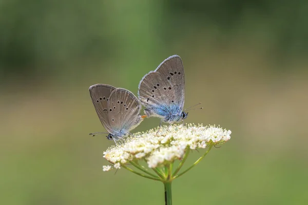 Papillon Mazarin Polyommatus Semiargus Aux Yeux Multiples Accouplant Sur Une — Photo