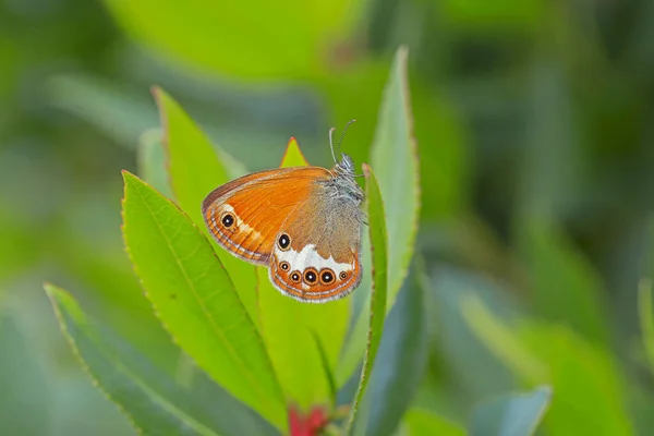 Heather Hoop Fairy Πεταλούδα Coenonympha Arcania Στο Φυτό — Φωτογραφία Αρχείου