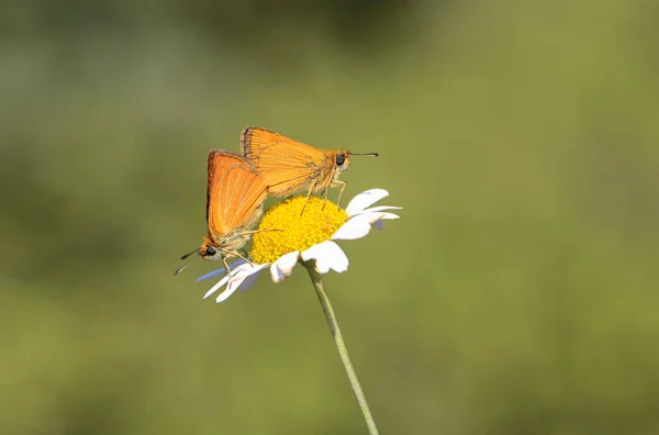 Pair Yellow Antenna Hoppy Butterfly Thymelicus Sylvestris Plant — Stock Photo, Image