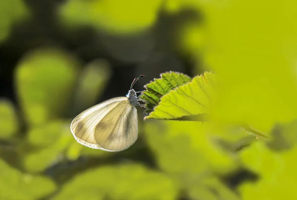 Forêt Délicate Papillon Blanc Leptidea Sinapis Sur Plante — Photo