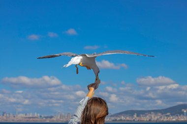 Martı insan elinden ekmek çalıyor..