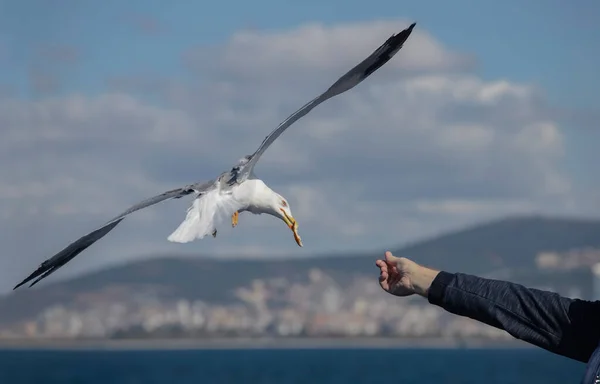Seagull Snatching Bread Human Hands — Stock Photo, Image