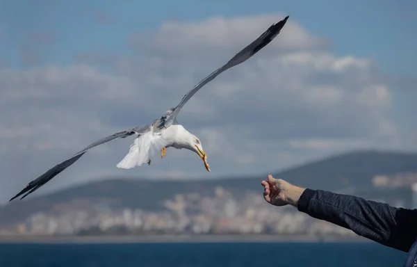 Gaivota Arrebatando Pão Mãos Humanas — Fotografia de Stock