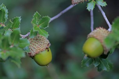 Ormandaki yeşil yaprakların arasında meşe palamutları.