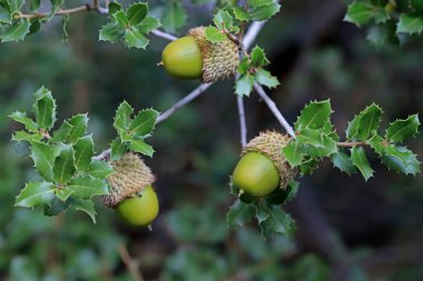 Ormandaki yeşil yaprakların arasında meşe palamutları.