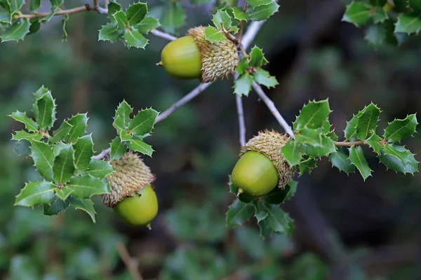 Acorns Green Leaves Forest — Stock Photo, Image