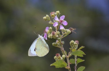 Böğürtlen çiçekli büyük beyaz melek kelebeği Pieris sutyen