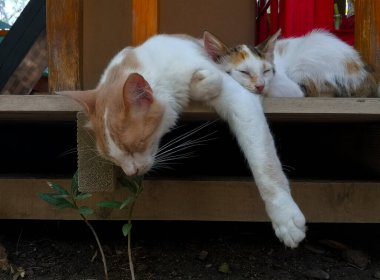 Anne kedi kedisiyle uyuyor.