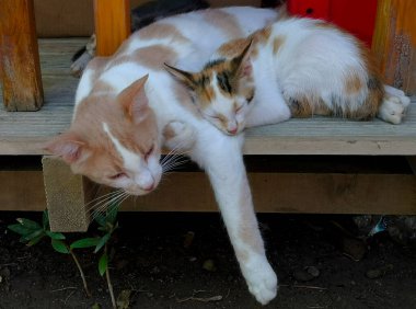 Anne kedi kedisiyle uyuyor.