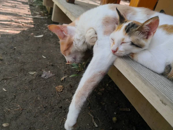 Anne Kedi Kedisiyle Uyuyor — Stok fotoğraf