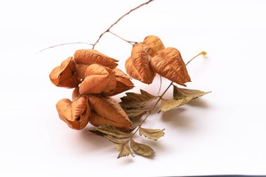 Altın yağmur ağacı meyvesi, Çin ağacı ve vernik ağacı, Koelreuteria, (Koelreuteria paniculata) beyaz arka planda izole edilmiş