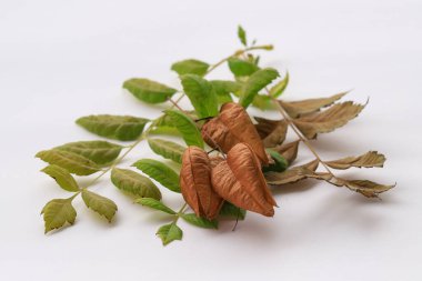 Altın yağmur ağacı meyvesi, Çin ağacı ve vernik ağacı, Koelreuteria, (Koelreuteria paniculata) beyaz arka planda izole edilmiş