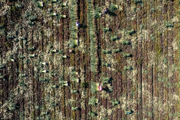 Torbali Izmir Turquia Novembro 2021 Trabalhadores Sazonais Trabalhando Campo Alho — Fotografia de Stock