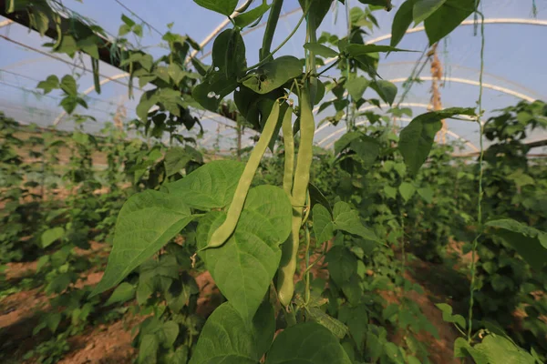 Organic green beans on its branch in a green house of an organic farm.