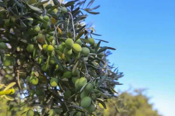 Aceitunas Frescas Ecológicas Verdes Olivo — Foto de Stock