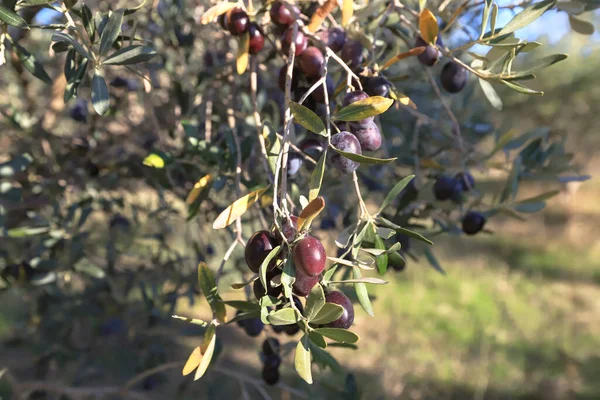 Μαύρες Βιολογικές Φρέσκες Ελιές Στην Ελιά — Φωτογραφία Αρχείου