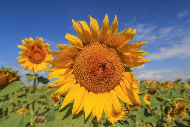 Tarlada güzel ayçiçekleri doğal arka plan, çiçek açan ayçiçeği.