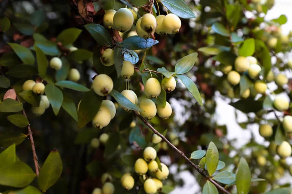 マートルは枝の上にブッシュ 一般的なマートル の白い果実を通信し 閉じて マクロ Trkiyedeの天然ビタミン — ストック写真