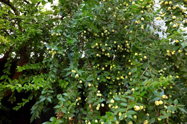 Myrtles Communis Bush Common Myrtle White Berries Branch Close Macro — Stock Photo, Image