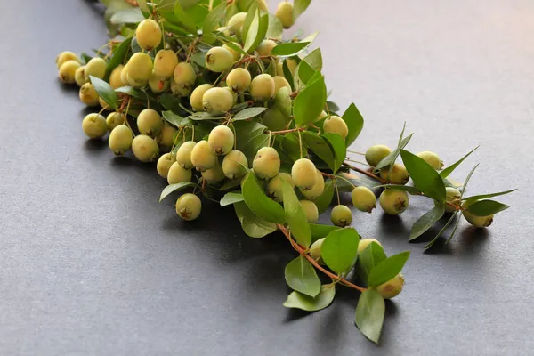 Myrtle Berries Myrtle Plant Gray Background — Stock Photo, Image