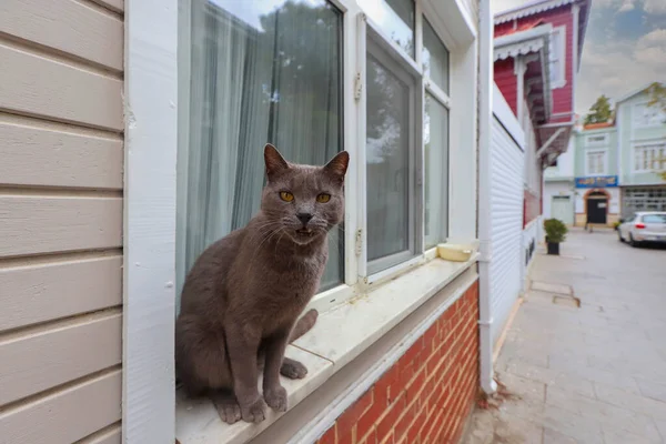 고양이 집안의 창턱에 — 스톡 사진