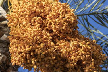 Hurma ağaçlarında da meyveler bitirdik. Hurma palmiyelerinin Orta Doğu 'nun gelişmiş çöl tarımında önemli bir yeri vardır.