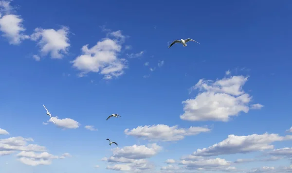 White Fluffy Clouds Seagulls Blue Sky — Stock Photo, Image