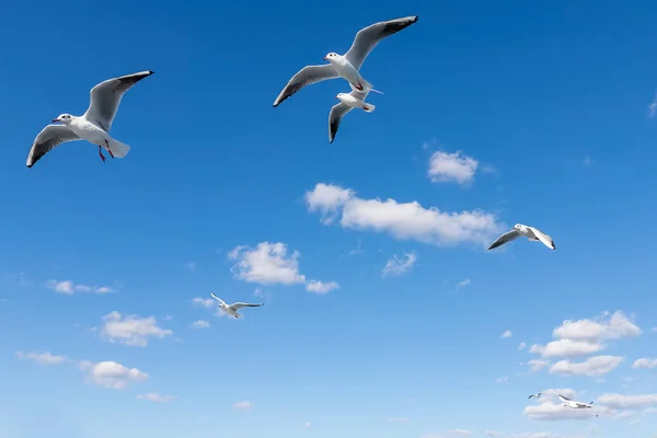 蓝天中的白色蓬松的云和海鸥 — 图库照片