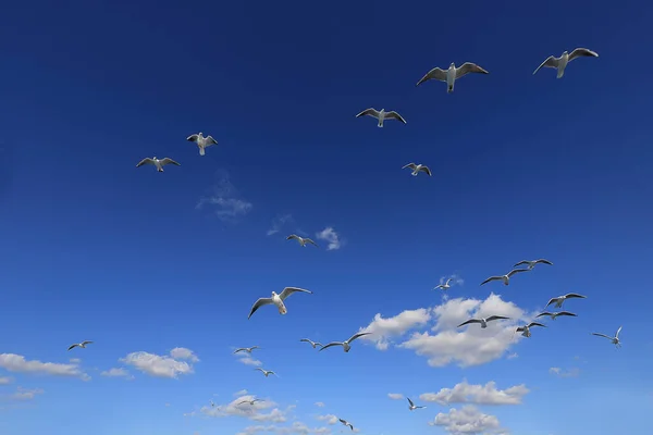 青い空に白いふわふわの雲とカモメが — ストック写真