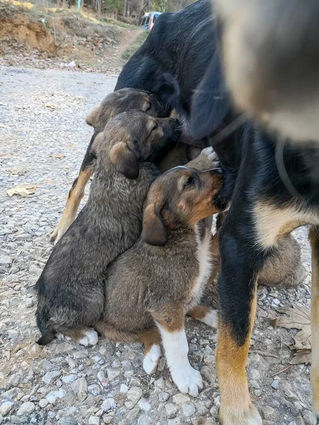 Schattige Moeder Hond Verpleging Haar Puppies Haar Schattige Kleine Puppy — Stockfoto