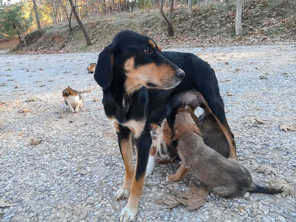 Schattige Moeder Hond Verpleging Haar Puppies Haar Schattige Kleine Puppy — Stockfoto