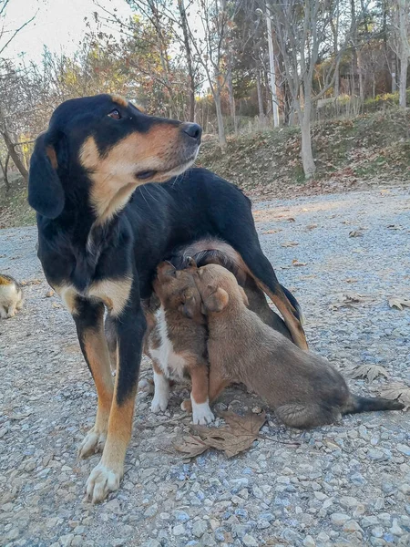 Entzückende Hundemutter Die Ihre Welpen Und Ihre Süßen Kleinen Welpen — Stockfoto