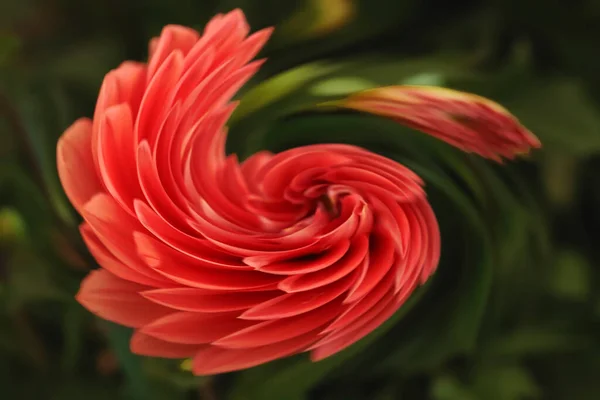 Ilustracja Okólnika Kwiatu Dahlii — Zdjęcie stockowe
