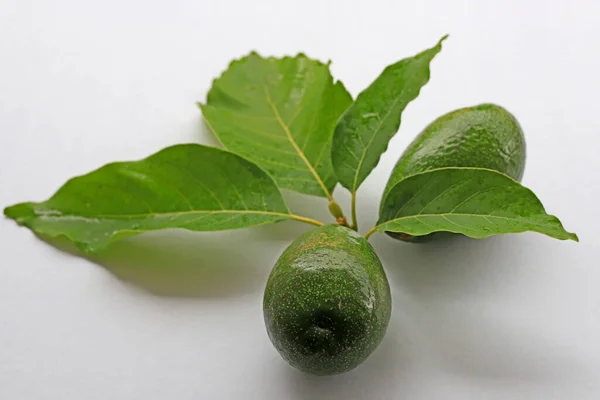 Vit Bakgrund Avokadoväxter Och Avokadofrukter — Stockfoto