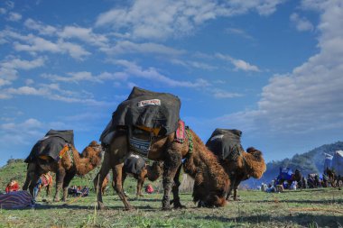 Selcuk - Izmir -Turkey Camel wrestling held on January 16, 2022, people coming for wrestling footage. Camel wrestling is a popular attraction in the Aegean region of Turkey.