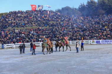 Selcuk - Izmir -Turkey Camel wrestling held on January 16, 2022, people coming for wrestling footage. Camel wrestling is a popular attraction in the Aegean region of Turkey.