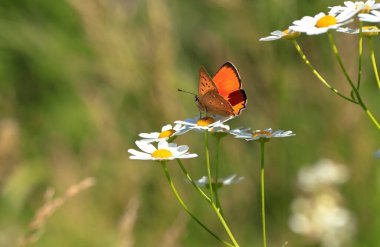 Bitki üzerinde Orman Bakırı (Lycaena virgaureae) kelebeği .