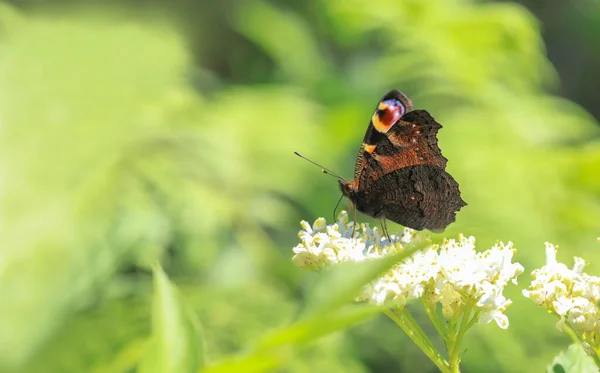 Peacock Butterfly Inachis Feeding Plants — Stock Photo, Image