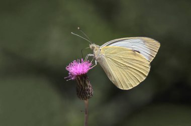 Great White Angel (Pieris brassicae) butterfly feeding on flowers clipart