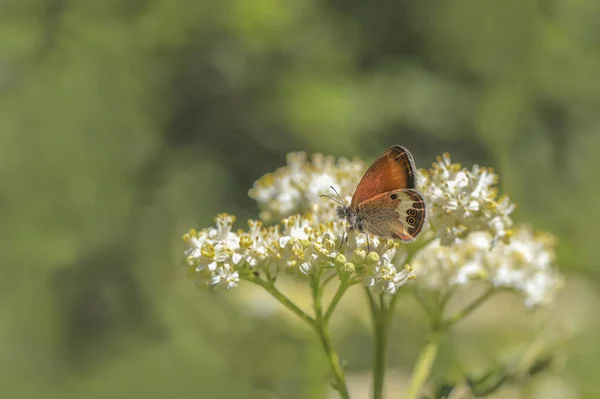 Shrub Fairy Coenonympha Arcania Butterfly Plant — Stock Photo, Image