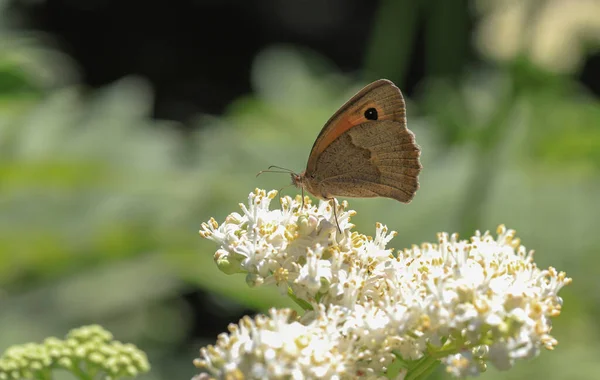 Meadow Brown Maniola Jurtina Butterfly Plant — Stock Photo, Image