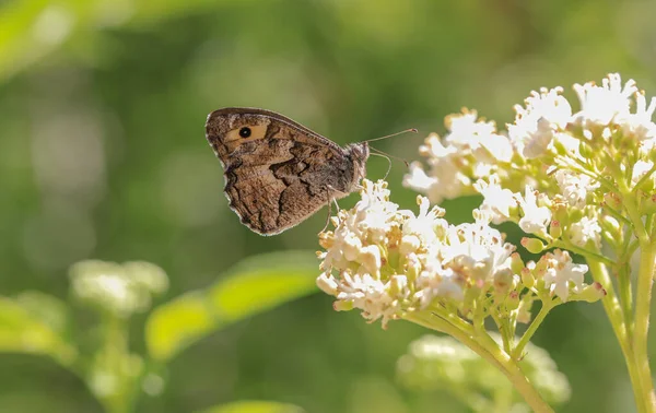 Southern Cranberry Hipparchia Aristaeus Mariposa Sobre Planta — Foto de Stock