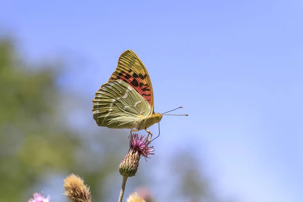 Bahadr Argynnis Pandora Schmetterling Ernährt Sich Von Pflanzen — Stockfoto