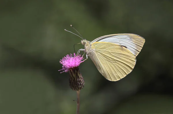 Großer Weißer Engel Pieris Brassicae Schmetterling Der Sich Von Blumen — Stockfoto