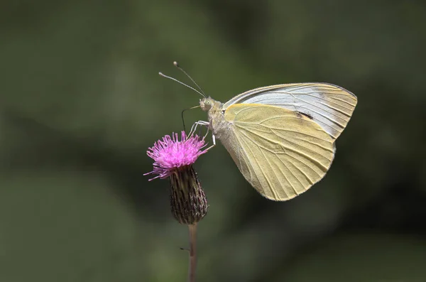 Grande Angelo Bianco Pieris Brassicae Farfalla Che Nutre Fiori — Foto Stock