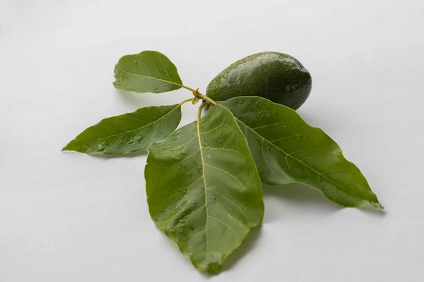 Vit Bakgrund Avokadoväxter Och Avokadofrukter — Stockfoto