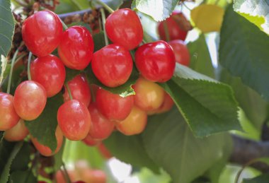 Kiraz ağacında olgun kirazlar (Prunus serrulata)