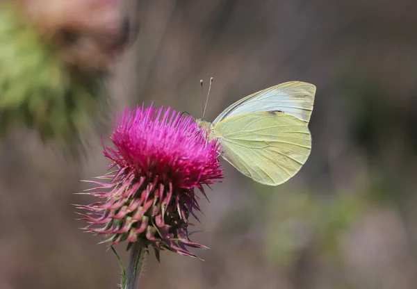 Großer Weißer Engelfalter Pieris Brassicae Auf Distelblume — Stockfoto